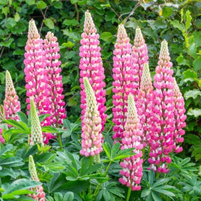 Chatelaine Lupine Seeds for Planting - Non-GMO Free Ship Seed Store – Heirloom seeds for planting in home garden – heirloom, non-GMO variety