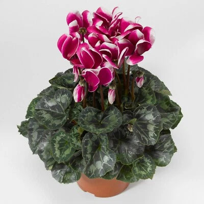 Cyclamen Seeds for Planting Cyclamen Snowridge Maxi Purple Winter Flower – Heirloom, Non-GMO seeds for planting in home garden – heirloom, non-GMO variety