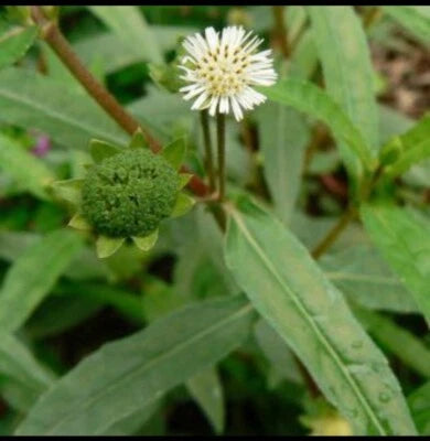 10x False Daisy - Cỏ mực, Eclipta Alba Prostra Med Seeds for Planting,, Yerba DE TAJO – Heirloom, Non-GMO seeds for planting in home garden – heirloom, non-GMO variety