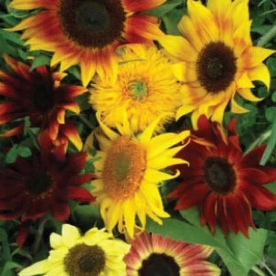 Sunflower Seeds for Planting, All Sorts Mix, Mixture Flower seeds, Non-GMO USA â€“ Heirloom seeds for planting in home garden â€“ heirloom, non-GMO variety