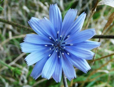 Chicory Seeds for Planting, Italian Dandelion, NON-GMO, Deer Plot, Coffee Weed Heirloom, Drought-Tolerant, Perennial seeds for planting in home garden – heirloom, non-GMO variety