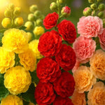 GIANT HOLLYHOCK SPRING HUMMINGBIRD MIX SEEDS BEES HEIRLOOM , Non-GMO seeds for planting in home garden – heirloom, non-GMO variety