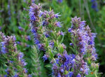 Hyssop Seeds for Planting, Bees & Butterflies, Blue-Violet, Variety Sizes, FREE SHIP – Heirloom, Non-GMO seeds for planting in home garden – heirloom, non-GMO variety