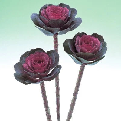 Flowering Kale Seeds for Planting Flowering Kale Crane Rose Ornamental Kale Seeds for Planting – Heirloom, Non-GMO seeds for planting in home garden – heirloom, non-GMO variety