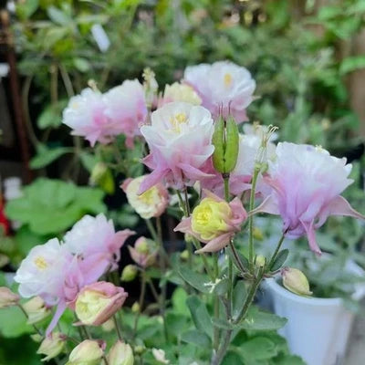 Double Pink & White Columbine Seeds for Planting Frilly Heirloom Blooms Cottage Garden, Non-GMO, Perennial, Pollinator-Friendly seeds for planting in home garden – heirloom, non-GMO variety