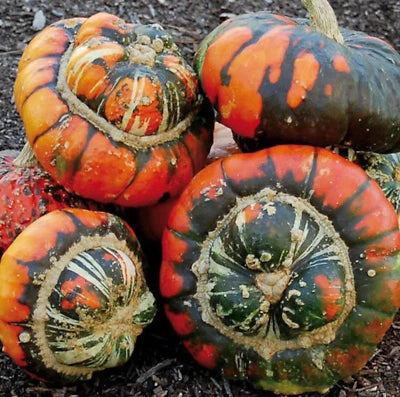 Turk's Turban Pumpkin Gourd Seeds for Planting Heirloom - Organic - NON GMO - RARE, Non-GMO seeds for planting in home garden – heirloom, non-GMO variety