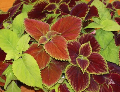 Coleus Blumei RAINBOW MIX Annual Perennial Shade Garden Non-GMO â€“ Heirloom seeds for planting in home garden â€“ heirloom, non-GMO variety