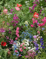 Wildflower Mix SHADE with Perennials Species Pollinators Non-GMO – Heirloom seeds for planting in home garden – heirloom, non-GMO variety