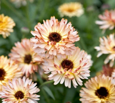 Calendula SUNSET BUFF Pink Double Blooms Bi-Colored Heirloom Non-GMO seeds for planting in home garden â€“ heirloom, non-GMO variety