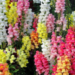 Magic Carpet Mix Snapdragon Seeds for Planting Heirloom Edible Flowers Free Ship , Non-GMO, Easy to Grow, Annual Blooms, Edible Flowers and Leaves seeds for planting in home garden – heirloom, non-GMO variety