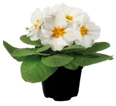 Primula Seeds for Planting Primula Early White Primrose Seeds for Planting – Heirloom, Non-GMO, Drought-Tolerant, Perennial seeds for planting in home garden – heirloom, non-GMO variety