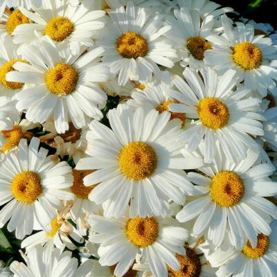 Shasta Daisy Seeds for Planting Heirloom Non-GMO Flower Seeds for Planting seeds for planting in home garden – heirloom, non-GMO variety