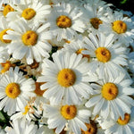 Shasta Daisy Seeds for Planting Heirloom Non-GMO Flower Seeds for Planting seeds for planting in home garden – heirloom, non-GMO variety