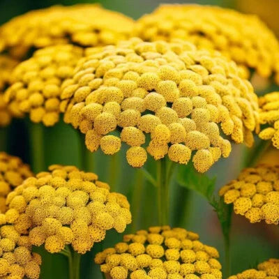 Gold Yarrow Seeds for Planting Heirloom Non-GMO Seed Store seeds for planting in home garden – heirloom, non-GMO variety