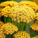 Gold Yarrow Seeds for Planting Heirloom Non-GMO Seed Store seeds for planting in home garden – heirloom, non-GMO variety