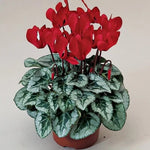 Cyclamen Seeds for Planting Cyclamen Silverado Scarlet Winter Flower – Heirloom, Non-GMO seeds for planting in home garden – heirloom, non-GMO variety