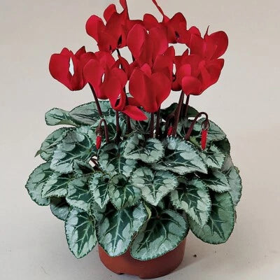Cyclamen Seeds for Planting Cyclamen Silverado Scarlet Winter Flower – Heirloom, Non-GMO seeds for planting in home garden – heirloom, non-GMO variety