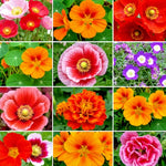 SEEDS WILDFLOWERS AUTUMN BUTTERFLY POLLINATORS HUMMINGBIRD â€“ Heirloom, Non-GMO seeds for planting in home garden â€“ heirloom, non-GMO variety