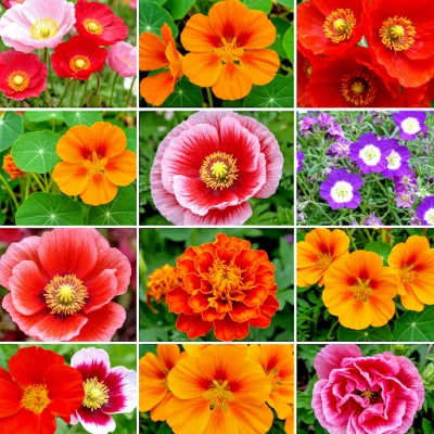 SEEDS WILDFLOWERS AUTUMN BUTTERFLY POLLINATORS HUMMINGBIRD â€“ Heirloom, Non-GMO seeds for planting in home garden â€“ heirloom, non-GMO variety