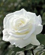 Double White Rose Seeds for Planting Flower Bush Perennial Shrub Flowers Seed – Heirloom, Non-GMO seeds for planting in home garden – heirloom, non-GMO variety