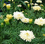 African Marigold KILIMANJARO MIX White, Yellow, Cream Tall Non-GMO â€“ Heirloom, Easy to Grow, Annual Blooms seeds for planting in home garden â€“ heirloom, non-GMO variety