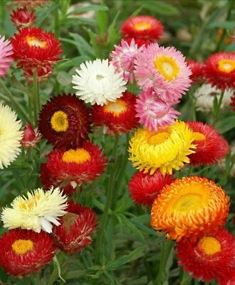 Strawflower Tall Double Mix Seeds for Planting Cut Flower Mixed Colors USA â€“ Heirloom, Non-GMO seeds for planting in home garden â€“ heirloom, non-GMO variety