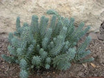 Sedum Spruce Perennial Blue & Yellow Flower Drought Tolerant Groundcover – Heirloom, Non-GMO seeds for planting in home garden – heirloom, non-GMO variety