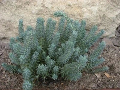 Sedum Spruce Perennial Blue & Yellow Flower Drought Tolerant Groundcover – Heirloom, Non-GMO seeds for planting in home garden – heirloom, non-GMO variety