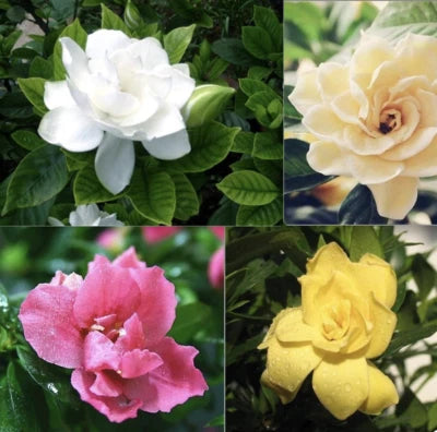 EXOTIC RARE GARDENIA SEEDS for garden flower beds plant bush USA SELLER USPS – Heirloom, Non-GMO seeds for planting in home garden – heirloom, non-GMO variety