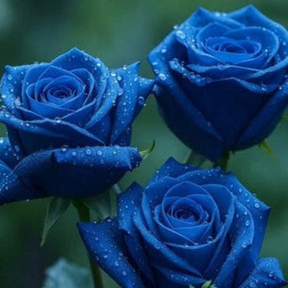 Blue Rose Seeds for Planting Rare and Striking Blooms for an Enchanting Garden â€“ Heirloom, Non-GMO seeds for planting in home garden â€“ heirloom, non-GMO variety