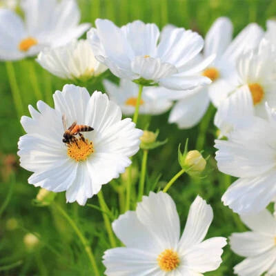 Purity Cosmos Seeds for Planting , Non-GMO Free Ship Seed Store – Heirloom seeds for planting in home garden – heirloom, non-GMO variety