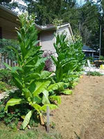 Tobacco Seeds for Planting - MICHIGAN GROWN Organic, Heirloom, non-GMO seeds for planting in home garden – heirloom, non-GMO variety