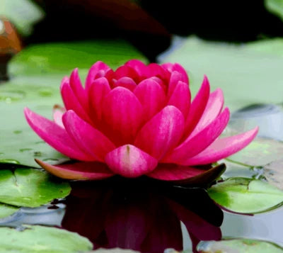 LOTUS colorful water Lily Aquarium Plant seeds bulb Easy grow FS0- LOTUS – Heirloom, Non-GMO seeds for planting in home garden – heirloom, non-GMO variety