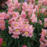 Appleblossom Snapdragon Seeds for Planting Heirloom Non-GMO , Easy to Grow, Annual Blooms seeds for planting in home garden – heirloom, non-GMO variety