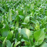 Yu Choy Sum Seeds for Planting, Early Flowering Brassica Greens, Heirloom, , Non-GMO seeds for planting in home garden – heirloom, non-GMO variety