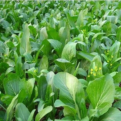 Yu Choy Sum Seeds for Planting, Early Flowering Brassica Greens, Heirloom, , Non-GMO seeds for planting in home garden – heirloom, non-GMO variety