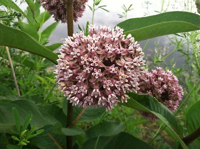Common Milkweed Seeds for Planting, Attract Monarch Butterflies, Native Wildflower, Easy Grow – Heirloom, Non-GMO seeds for planting in home garden – heirloom, non-GMO variety