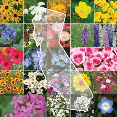 California Wildflower Mix fresh for this year – Heirloom, Non-GMO seeds for planting in home garden – heirloom, non-GMO variety