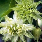 Aquilegia Green Flowered Columbine Frost Lime Perennial Clematis Flower – Heirloom, Non-GMO, Perennial, Pollinator-Friendly seeds for planting in home garden – heirloom, non-GMO variety