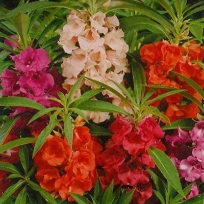 Tom Thumb Impatiens Seeds for Planting Flower Seeds for Planting extra dwarf Busy Lizzie Flower â€“ Heirloom, Non-GMO, Easy to Grow, Annual Blooms seeds for planting in home garden â€“ heirloom, non-GMO variety