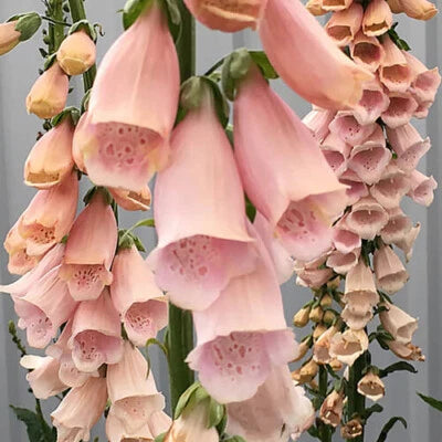 Apricot Beauty Foxglove Seeds for Planting Non-GMO Seed Store – Heirloom seeds for planting in home garden – heirloom, non-GMO variety