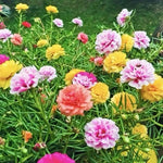 MOSS ROSE SEEDS - PORTULACA DOUBLE MIX (Portulaca grandiflora) USA – Heirloom, Non-GMO seeds for planting in home garden – heirloom, non-GMO variety