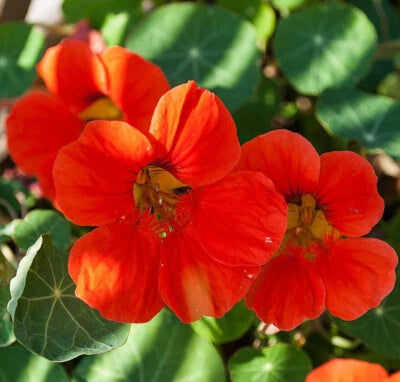 Empress Of India Nasturtium Seeds for Planting Heirloom Non-GMO , Edible Flowers and Leaves seeds for planting in home garden – heirloom, non-GMO variety