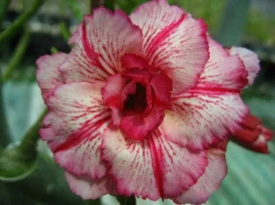 Pink White Laithai Desert Rose Seeds for Planting Adenium Flower – Heirloom, Non-GMO seeds for planting in home garden – heirloom, non-GMO variety