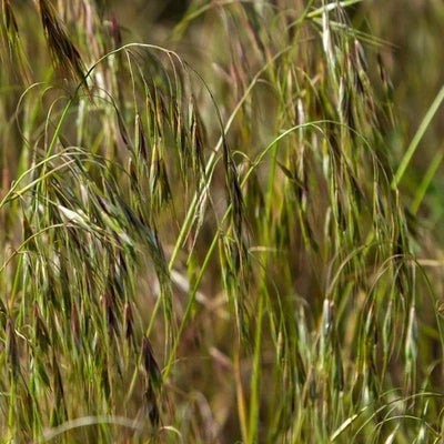 Prairie Brome Seeds for Planting Wild Pigment Co – Heirloom, Non-GMO seeds for planting in home garden – heirloom, non-GMO variety