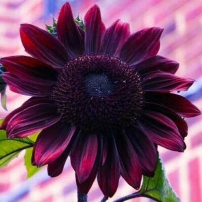 Chocolate Cherry Sunflower Seeds for Planting Non-GMO Fresh Garden Seeds – Heirloom seeds for planting in home garden – heirloom, non-GMO variety