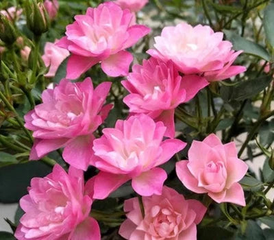Lotus Star Rose Seeds for Planting - Pack - Rose Flower Gardening â€“ Heirloom, Non-GMO seeds for planting in home garden â€“ heirloom, non-GMO variety
