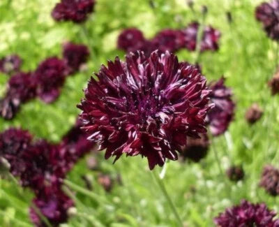 Gothic Bachelor Annual Button Double Flowers Rich Milk Chocolate Color – Heirloom, Non-GMO seeds for planting in home garden – heirloom, non-GMO variety
