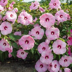 Pink Swamp Mallow Rose Seeds for Planting Large Bloom Hardy Hibiscus Flower Garden Plant â€“ Heirloom, Non-GMO seeds for planting in home garden â€“ heirloom, non-GMO variety