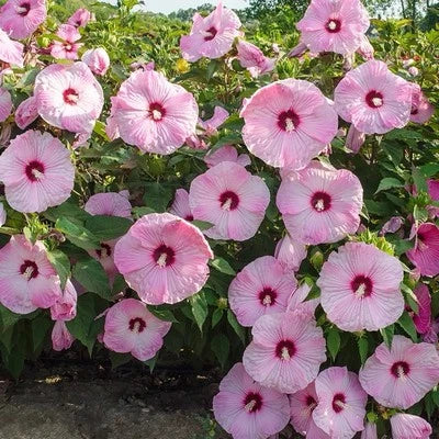 Pink Swamp Mallow Rose Seeds for Planting Large Bloom Hardy Hibiscus Flower Garden Plant â€“ Heirloom, Non-GMO seeds for planting in home garden â€“ heirloom, non-GMO variety